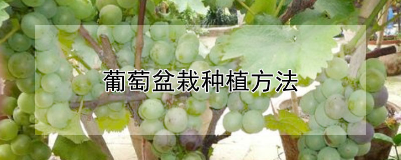 葡萄盆栽种植方法 葡萄盆栽种植方法图片