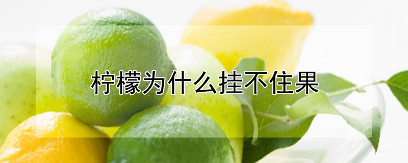 柠檬为什么挂不住果（柠檬为什么坐不住果）