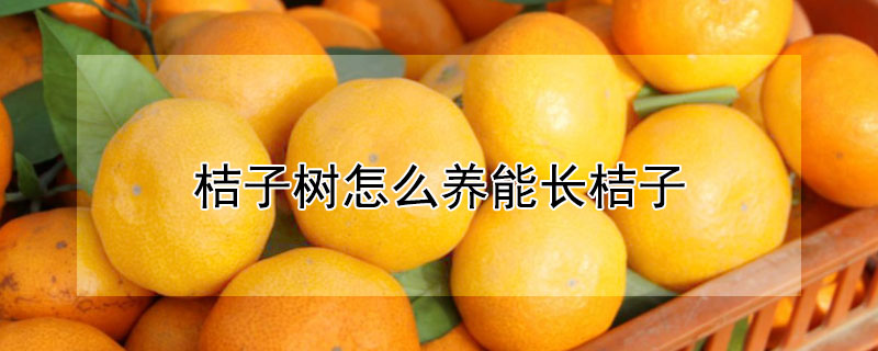 桔子树怎么养能长桔子 桔子树怎么养能长桔子呢