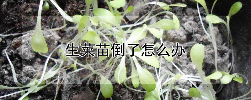 生菜苗倒了怎么办 香菜苗倒了怎么办