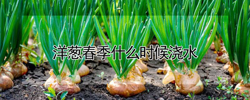 洋葱春季什么时候浇水（洋葱春季什么时候浇水最好）