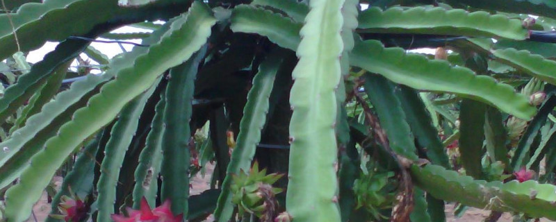 火龙果枝条长锈斑是什么原因 火龙果树上长锈斑