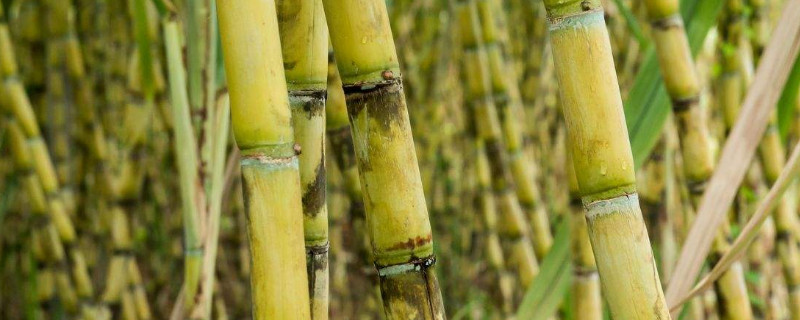 甘蔗什么时候成熟（广西白玉甘蔗什么时候成熟）