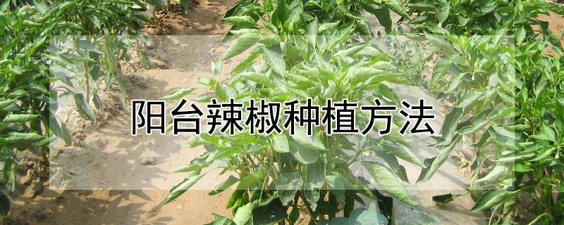 阳台辣椒种植方法（阳台辣椒种植方法和时间）