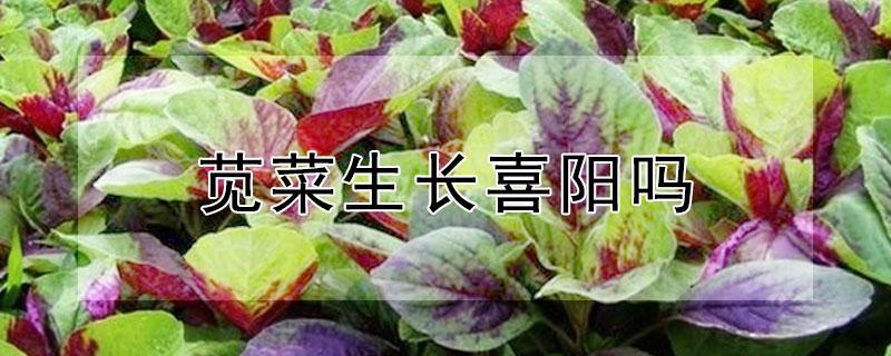 苋菜生长喜阳吗 苋菜生长喜水吗