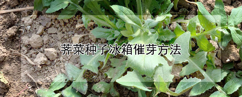 荠菜种子冰箱催芽方法 荠菜种子冰箱催芽方法图解