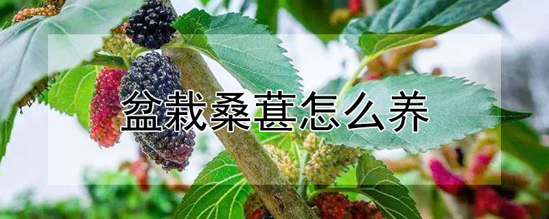 盆栽桑葚怎么养 桑葚能盆栽吗