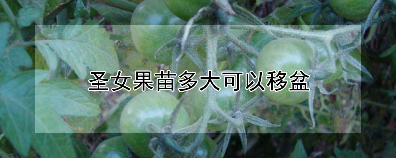 圣女果苗多大可以移盆（圣女果多大可以移栽）