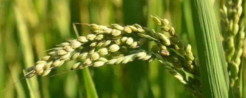 旱稻种植时间和方法 南方旱稻种植时间和方法