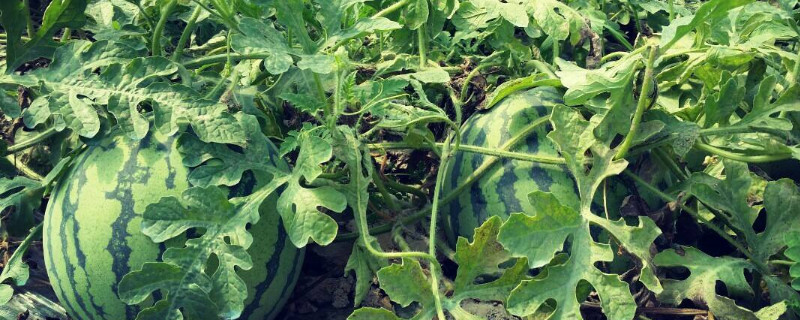 西瓜打枝方法（西瓜打枝方法留几支）