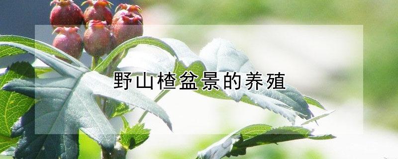 野山楂盆景的养殖（野山楂盆景的养殖技术）