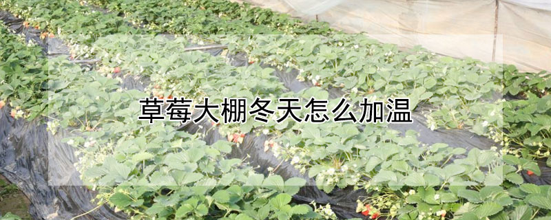 草莓大棚冬天怎么加温 草莓大棚冬天怎么加温保暖