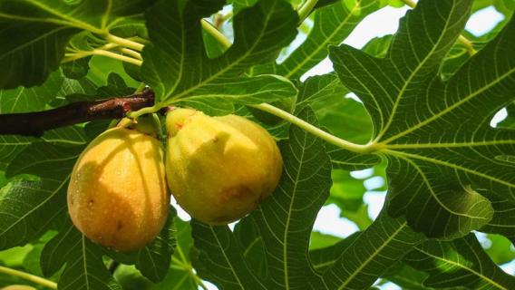 无花果为什么叫无花果（无花果为什么叫无花果蚂蚁庄园答案）