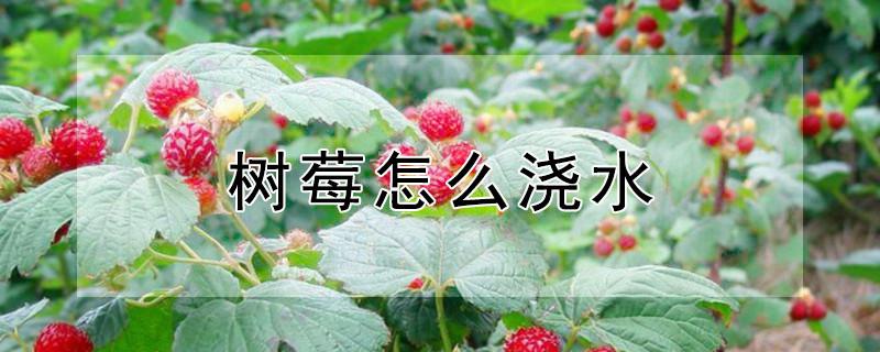 树莓怎么浇水 树莓怎么浇水最好