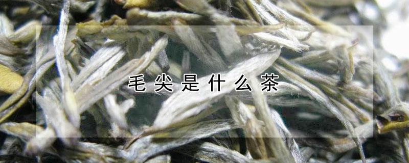 毛尖是什么茶 信阳毛尖是什么茶