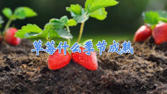 草莓什么季节成熟（应季草莓什么季节成熟）