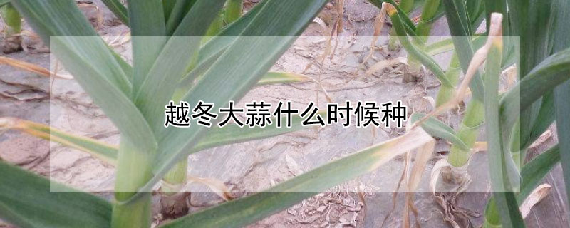 越冬大蒜什么时候种（越冬大蒜什么时候种植最好）