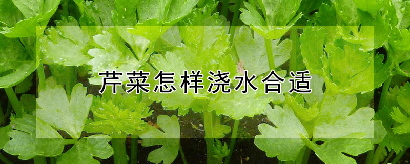 芹菜怎样浇水合适（芹菜如何浇水）