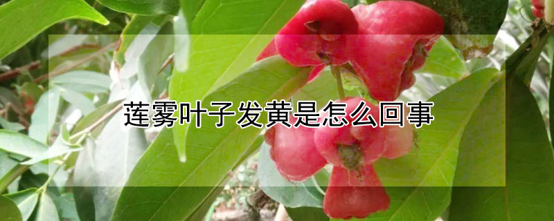 莲雾叶子发黄是怎么回事（莲雾树叶子黄是什么原因）