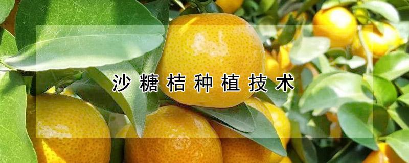 沙糖桔种植技术 沙糖桔种植技术怎样剪