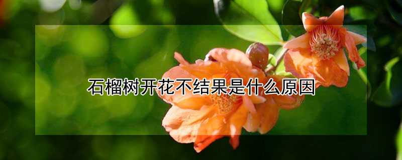 石榴树开花不结果是什么原因（石榴树开花不结果是怎么回事）