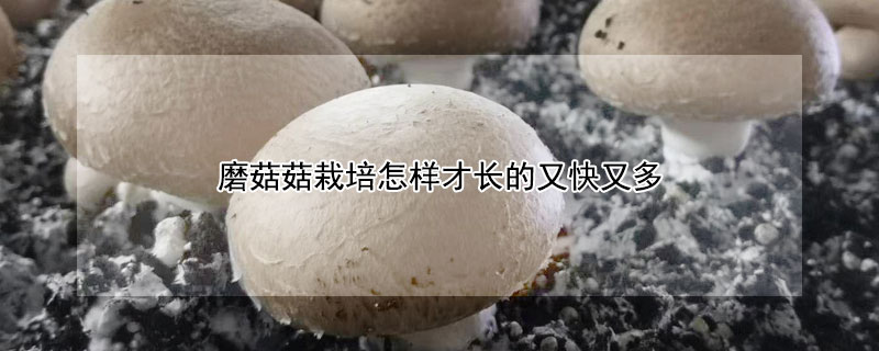 磨菇菇栽培怎样才长的又快又多（磨菇怎么生长的?）
