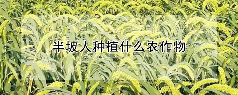 半坡人种植什么农作物（半坡人种植什么农作物好）