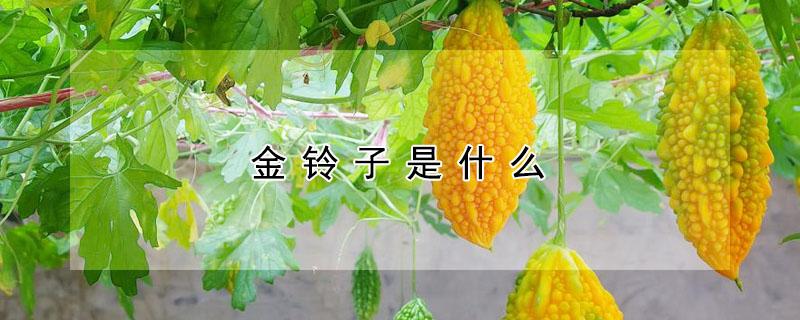 金铃子是什么 金铃子是什么东西图片