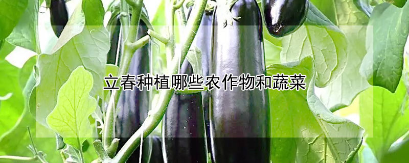 立春种植哪些农作物和蔬菜（立春种植哪些农作物和蔬菜北方）