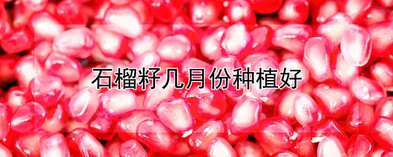 石榴籽几月份种植好（石榴籽能种吗什么季节种）