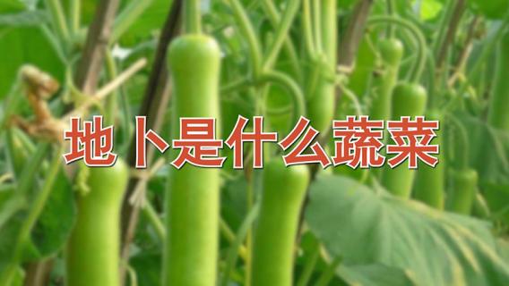地卜是什么蔬菜（地卜是什么蔬菜怎么吃）