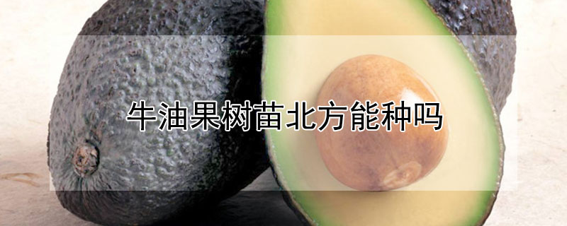 牛油果树苗北方能种吗 北方可以种牛油果树吗