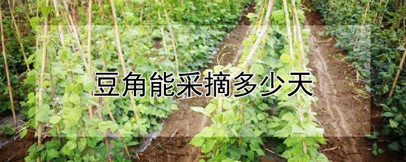 豆角能采摘多少天（豆角可以摘多少天）