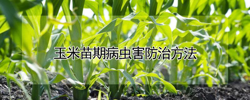 玉米苗期病虫害防治方法 玉米苗期病虫害防治方法板报