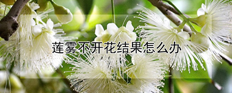 莲雾不开花结果怎么办 莲雾果树不开花结果怎么办