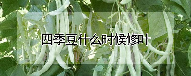 四季豆什么时候修叶 四季豆什么时候打叶