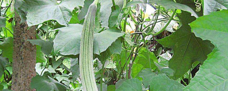 丝瓜长藤不开花原因 丝瓜长藤不开花原因有哪些