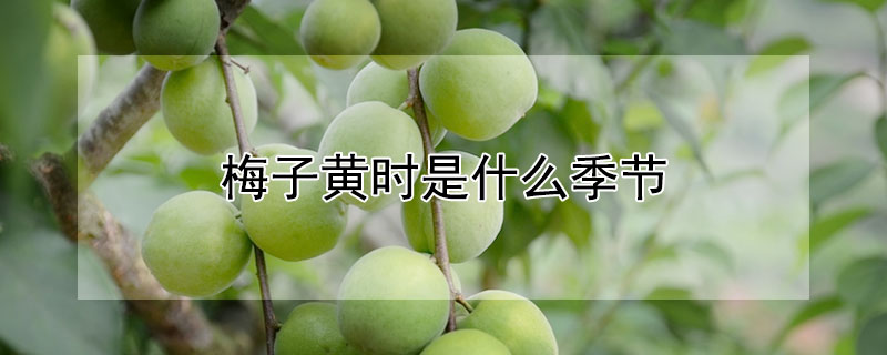 梅子黄是什么季节 梅子黄是什么季节的蔬菜
