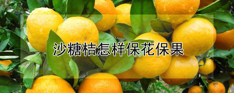 沙糖桔怎样保花保果 沙糖桔什么时候保花保果用什么药