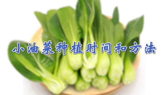 小油菜种植时间和方法 小油菜种植时间和方法视频