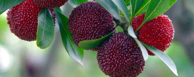 杨梅保存方法 杨梅保存方法 没有冰箱