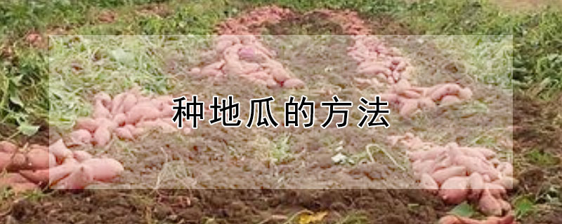 种地瓜的方法 种地瓜方法如下
