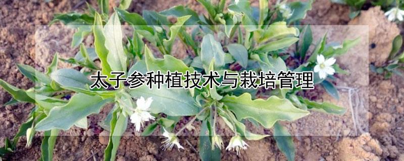 太子参种植技术与栽培管理（太子参种植技术与栽培管理办法）