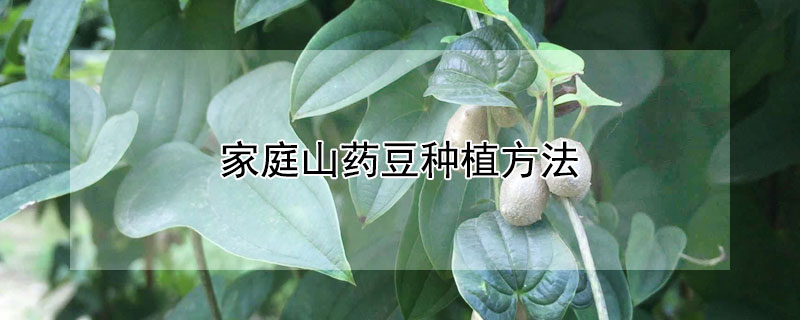 家庭山药豆种植方法（山药豆最简单的家庭种植）