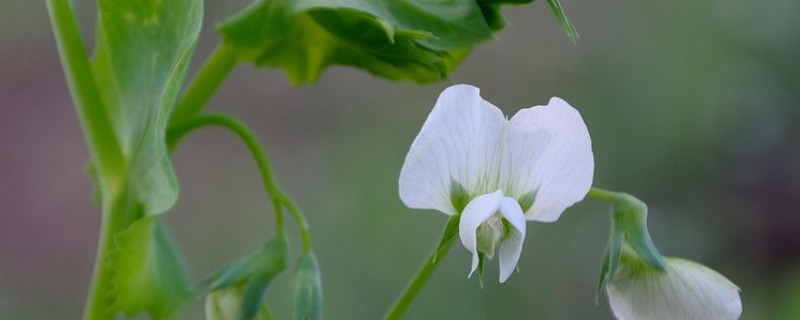 荷兰豆花期怎么管理 荷兰豆后期管理