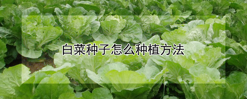 白菜种子怎么种植方法（白菜种子怎么种植方法视频教程）