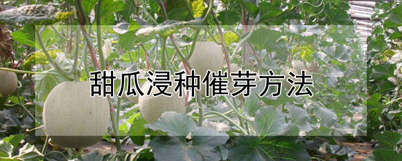 甜瓜浸种催芽方法 甜瓜浸种催芽方法视频