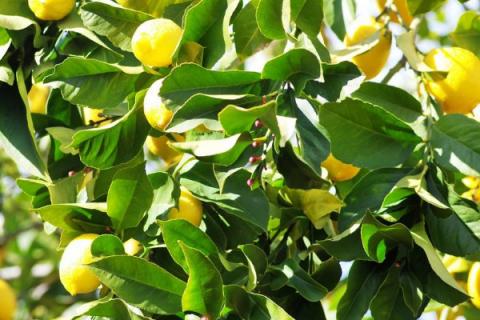 柠檬树怎么养
