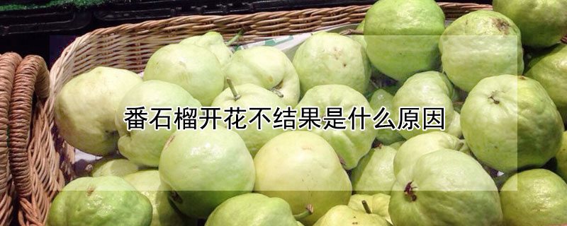 番石榴开花不结果是什么原因（石榴开花不结果的原因）