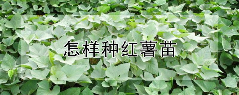 怎样种红薯苗（怎样种红薯苗会长得多呢）